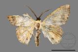 ǦW:Lophobates ochrolaria