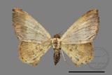 ǦW:Lophobates ochrolaria