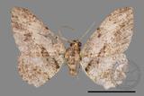 ǦW:Psilalcis breta rantaizana