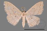 ǦW:Scopula sp.