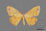 ǦW:Eumelea ludovicata