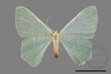 ǦW:Pelagodes antiquadrarius