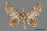 ǦW:Cleora repulsaria