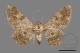 ǦW:Cleora repulsaria