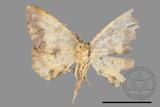 ǦW:Lophobates ochrolaria