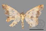 ǦW:Lophobates ochrolaria