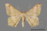 ǦW:Macaria abydata