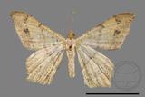 ǦW:Macaria abydata