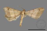 ǦW:Macaria abydata