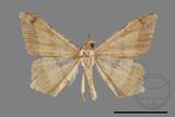 ǦW:Macaria abydata