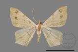 ǦW:Macaria abydata