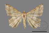 ǦW:Macaria abydata