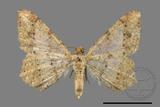 ǦW:Macaria abydata