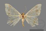 ǦW:Macaria abydata