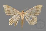 ǦW:Macaria abydata