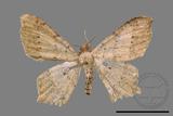 ǦW:Macaria abydata