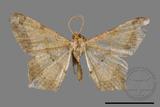 ǦW:Macaria abydata