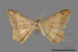 ǦW:Macaria abydata