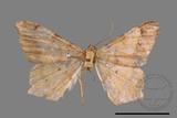 ǦW:Macaria abydata