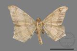 ǦW:Macaria abydata