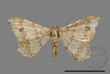 ǦW:Macaria abydata