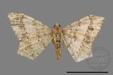 ǦW:Macaria abydata