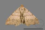 ǦW:Macaria abydata