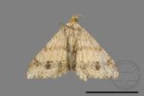 ǦW:Macaria abydata