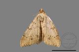 ǦW:Macaria abydata