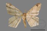 ǦW:Macaria abydata