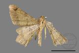 ǦW:Macaria abydata