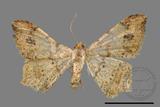 ǦW:Macaria abydata