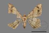 ǦW:Macaria abydata