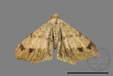 ǦW:Macaria abydata