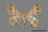 ǦW:Macaria abydata