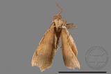 ǦW:Macaria abydata