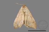 ǦW:Macaria abydata