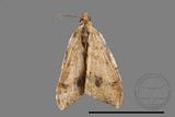 ǦW:Macaria abydata