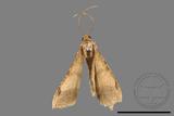 ǦW:Macaria abydata