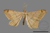 ǦW:Macaria abydata