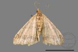 ǦW:Macaria abydata