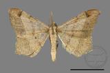 ǦW:Macaria abydata