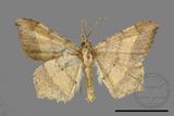 ǦW:Macaria abydata