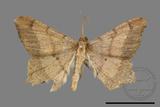 ǦW:Macaria abydata