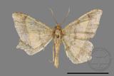 ǦW:Macaria abydata