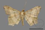 ǦW:Macaria abydata