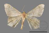 ǦW:Macaria abydata