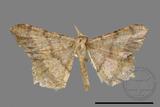 ǦW:Macaria abydata