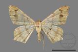 ǦW:Macaria abydata