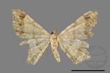 ǦW:Macaria abydata